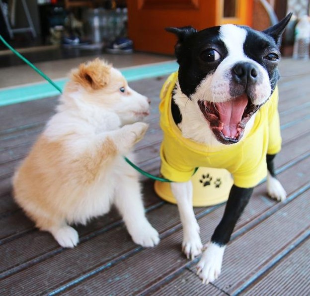 Keep your dog close to you