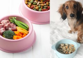 Wellhealthorganic Organic Pet Food Benefits