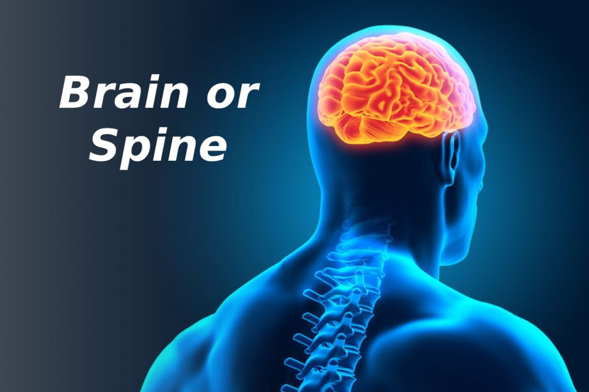 brain or spine