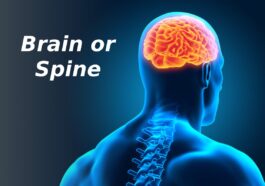 brain or spine