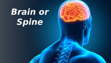brain or spine