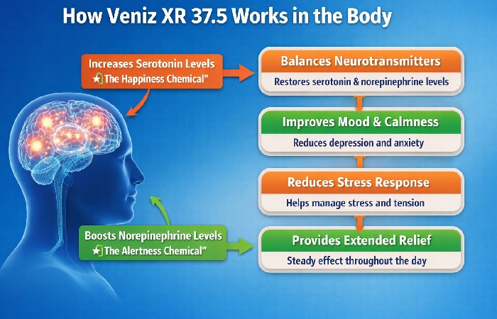 How Veniz XR 37.5 Works in the Body?