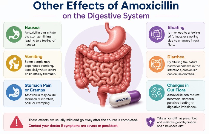 Other Effects of Amoxicillin on the Digestive System